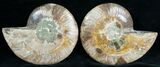 Stunning Cut & Polished Ammonite #6879-1